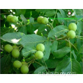 Kernel naturale 100% Halves leggera (LH)